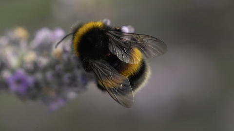 White-tailed bumblebee | Derbyshire Wildlife Trust
